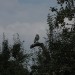 mini-IMG_1288